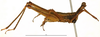 CollectionObject 1585651; 41a06555-6615-47c9-b98d-f3ffb835eaa0: male, lateral view (paratype). (CollectionObject).