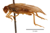 CollectionObject 1523616; cc0ef9bb-1f9c-4083-a25f-db8784b81fe0: male, lateral view (holotype). (CollectionObject).
