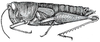 Robustusacris balzapambae (Rehn, 1913): Pl. VIII, Fig. 8. female (Sitalces rubripes; body length 22 mm, pronotum 5.2 mm). (Otu).