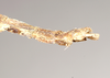 CollectionObject 1558679; 949218be-143d-41b8-a0d2-ecf7be6ac7c4: copyright Natural History Museum, London. female: end of abdomen, lateral view (holotype). (CollectionObject).