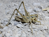 Pterolepis cordubensis Bolívar, 1900: male (Spain, Córdoba). (Otu).