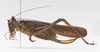 CollectionObject 1578224; 37730a63-3a81-4ad2-b82f-e5c06deaf769: female, lateral view. (CollectionObject).