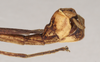 CollectionObject 1561297; NHMUK(SF IMPORT DUPLICATE) 845153, 81e23959-9432-44f3-afcb-9c3e60d89bde: copyright Natural History Museum, London. male: end of abdomen, lateral view (holotype). (CollectionObject).