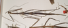 CollectionObject 1557400; a4201265-e4a5-4a62-be2f-58ec38975bd1: copyright OUMNH. female of synonym Phibalosoma calametum (holotype). (CollectionObject).