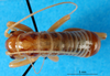 CollectionObject 1502538; f67eb336-ace7-47e6-bec1-0a589623c1f5: male, dorsal view (syntype). (CollectionObject).