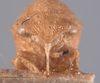 Head on Cyrtolobus ovatus Van Duzee, 1908: (Observation).