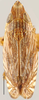 Habitus, dorsal view: Ascius triangularis, dorsally (OSUC). (Observation).
