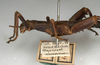 CollectionObject 1557598; NMW 705, 70675b13-8832-4a74-b6e1-386d1a6be4dd: copyright NMW, Vienna. male: head and thorax, lateral view (syntype). (CollectionObject).