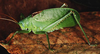 Lophaspis scabriuscula Brunner von Wattenwyl, 1895: male (Costa Rica, Heredia, La Selva). (Otu).