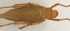 CollectionObject 1579405; 61abd3a1-ffeb-41e6-a5b6-11c62c30fc5c: female. dorsal view (allotype). (CollectionObject).