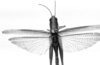 CollectionObject 1530274; 7efb4c1f-d9fa-46c5-9cba-1f147f141efc: Image Carbonell, C.S. male, dorsal view (holotype). (CollectionObject).