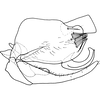 Pygofer, lateral view: !! display not done !! on Drabescus remotus (Walker, 1851): Pygofer, lateral view. (Observation).