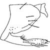 Pygofer, lateral view: !! display not done !! on Trypanalebra Young, 1952: Pygofer, lateral view. (Observation).