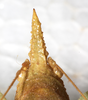 CollectionObject 1576526; d99b162f-08c5-4014-83c9-e5fc120316ed: male, fastigium, dorsal view. (CollectionObject).