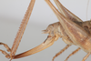 CollectionObject 1475709; bced1609-a909-4c85-a40e-1e5e2a1ef9df: Female, terminalia, lateral view (syntype). (CollectionObject).