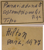 CollectionObject 1542803; cb448c6c-a34a-4e49-b9e2-600fc6027374: male, labels (holotype). (CollectionObject).