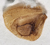 CollectionObject 1527089; 6dfb297e-2f06-4791-977f-d41648a93736: male, left tegmen (holotype). (CollectionObject).