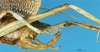 CollectionObject 1537592; cb4e2d61-a467-4427-99e2-98e315e24601: female ovipositor (variety sera). (CollectionObject).