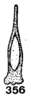Aedeagus, ventral view: (Observation).