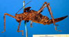 CollectionObject 1501986; 356c0f04-e076-4561-958a-73ea01171539: female, lateral view (syntype). (CollectionObject).