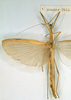 CollectionObject 1557200; c30fde0d-c34d-462c-80ae-bc80a323091a: copyright NHRS, Stockholm. female (syntype). (CollectionObject).