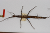 CollectionObject 1570401; d29c3453-3870-43bd-b777-c0fde8ca28f5: copyright MONZ, Wellington. female of synonym Acanthoxyla huttoni (paratype). (CollectionObject).