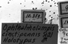 CollectionObject 1532748; 074919b3-9356-49fd-ad3f-63cfc4fd4bd5: Image Carbonell, C.S. labels (holotype). (CollectionObject).