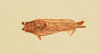 CollectionObject 1476833; d594eeed-6a59-4a16-acc4-0c166a210978, NHMUK015982157: Diatrypa (Diatrypa) jansoni Saussure, 1897 (Holotype). (CollectionObject).