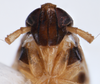 Head on Delphacodes shermani (Metcalf, 1923): (Observation).