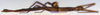 CollectionObject 1563690; 4b48b0b6-2a0a-42c6-8cf4-86c70a69b425: copyright SMTD. female, lateral view (paratype). (CollectionObject).;CollectionObject 1563691; 37339249-6095-4e3b-b16e-39cc95141b45: copyright SMTD. female, lateral view (paratype). (CollectionObject).