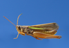 Cocytotettix argentina (Bruner, 1900): male. (Otu).