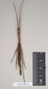 CollectionObject 1562685; a3ff7401-7614-4afe-9c29-41aa032259b4: copyright Natural History Museum, London. female (paratype). (CollectionObject).;CollectionObject 1562686; f32ddbbd-4c7b-4867-a04f-7a617b041ec1: copyright Natural History Museum, London. female (paratype). (CollectionObject).