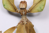 CollectionObject 1591392; 7d78fac1-fa80-45ea-815a-c34b7173b32e: copyright ISAS Yunan. female head & thorax, dorsal view (holotype). (CollectionObject).