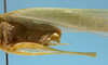 CollectionObject 1542791; b08f99c3-2280-468f-bdf6-729ace0da68d: male, apex of the abdomen (holotype). (CollectionObject).