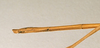 CollectionObject 1559061; 8be5ed4c-40c8-4e65-8047-58761340bb1f: copyright NHRS, Stockholm. female: end of abdomen, lateral view of synonym Hyrtacus cylindricus (syntype). (CollectionObject).;CollectionObject 1559062; b79553f4-80e7-43ad-91d8-98a29676820f: copyright NHRS, Stockholm. female: end of abdomen, lateral view of synonym Hyrtacus cylindricus (syntype). (CollectionObject).