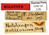 CollectionObject 1587212; MNHN(SF IMPORT DUPLICATE) MNHN-EP-EP1151, 93551f7a-1371-4d14-b35c-9eea96c92f47: CC BY-NC-ND 4.0/MNHN - Depraetere Marion - 2014. Holotype, male, of antillarum Shelford, 1907. Specimen number: MNHN-EP-EP1151. http://coldb.mnhn.fr/catalognumber/mnhn/ep/ep1151. (CollectionObject).