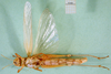 CollectionObject 1576217; f45755fb-bc57-42d0-b85b-111fce96736d, DORSA BA000297S01: female, ventral view (paralectotype). (CollectionObject).