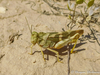 CollectionObject 1578723; 2c1c395d-18ba-4441-b8d7-f9d9fcd175d4: female (KZ: Zharmysh). (CollectionObject).