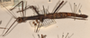 CollectionObject 1559796; abe40788-e460-45e7-aba4-f619597e03e7: copyright OUMNH. female, lateral view of Phasma (Lonchodes) luteoviride (holotype). (CollectionObject).