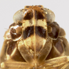 Head: (Observation).