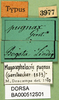 CollectionObject 1501106; 6e4d181f-4e61-465f-8d49-3a8178b689e7, DORSA BA000512S01: labels (syntype). (CollectionObject).