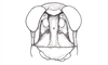 Costalimacris neotropica Carbonell & Campos Seabra, 1988: Fig. 14. male head, frontal view. (Otu).