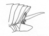 Ceuthophilus (Geotettix) guttulosus thomasi Hubbell, 1936: Fig. 560. male abdomen tip, lateral view. (Otu).