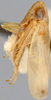 Habitus, lateral view on Cyanidius cyanescens (Emeljanov, 1962): Holotype. (Observation).