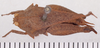 CollectionObject 1523211; 4b4b7daf-b2fd-47cf-8dad-0857773fcc50: female, dorsal view (syntype). (CollectionObject).