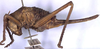 Amphiestris baetica (Rambur, 1838): female, lateral view (paratype). (Otu).