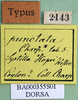 CollectionObject 1500991; 9a005da7-2df8-4174-91f1-24c565429a2d, DORSA BA000355S01: labels (holotype). (CollectionObject).