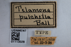 Other: !! display not done !! on Telamonanthe pulchella (Ball, 1903): (Observation).