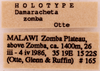 CollectionObject 1522827; 0e811ad3-b337-48bc-a657-e59ee43c8fde: Male, labels (holotype). (CollectionObject).