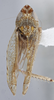 Habitus, dorsal view: !! display not done !! on Scaphytopius n. sp. EC19: Scaphytopius Ball, 1931: (Observation).